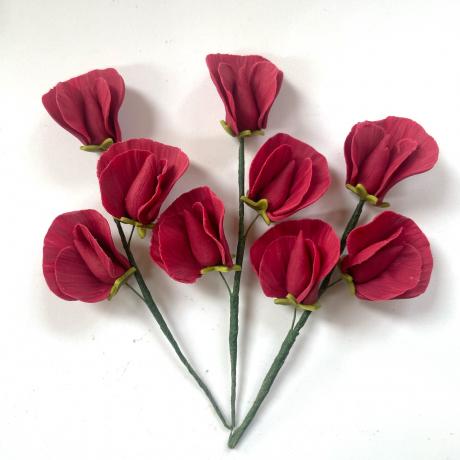 Red Suygar Sweet Peas