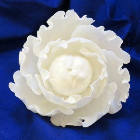White Peony Rose
