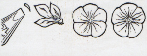 Petal Tube Designs
