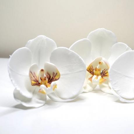 Sugar Phalaenopsis Orchids